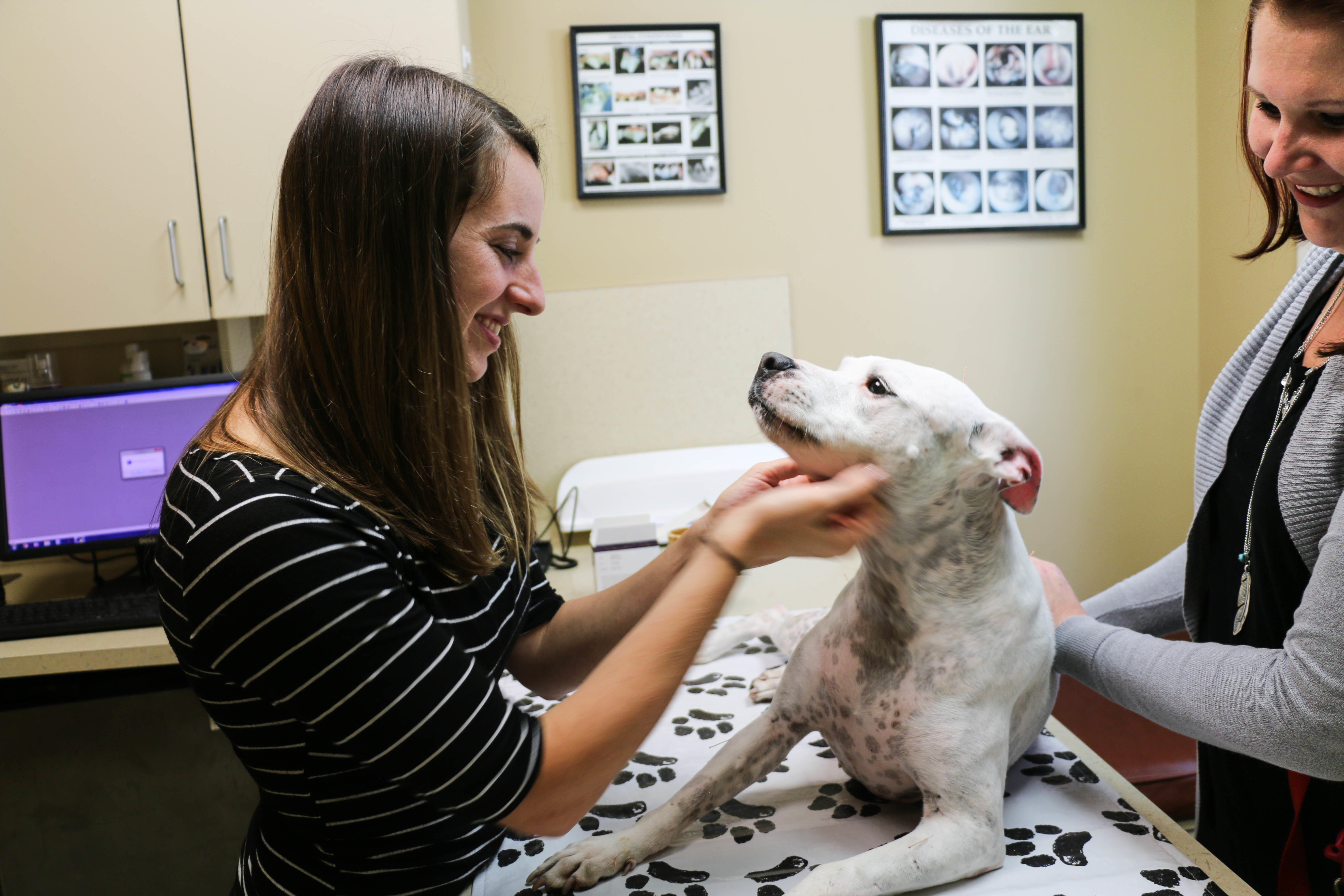 Wellness visits also give pet owners an opportunity to discuss their pet’s health with our experienced veterinarians.
