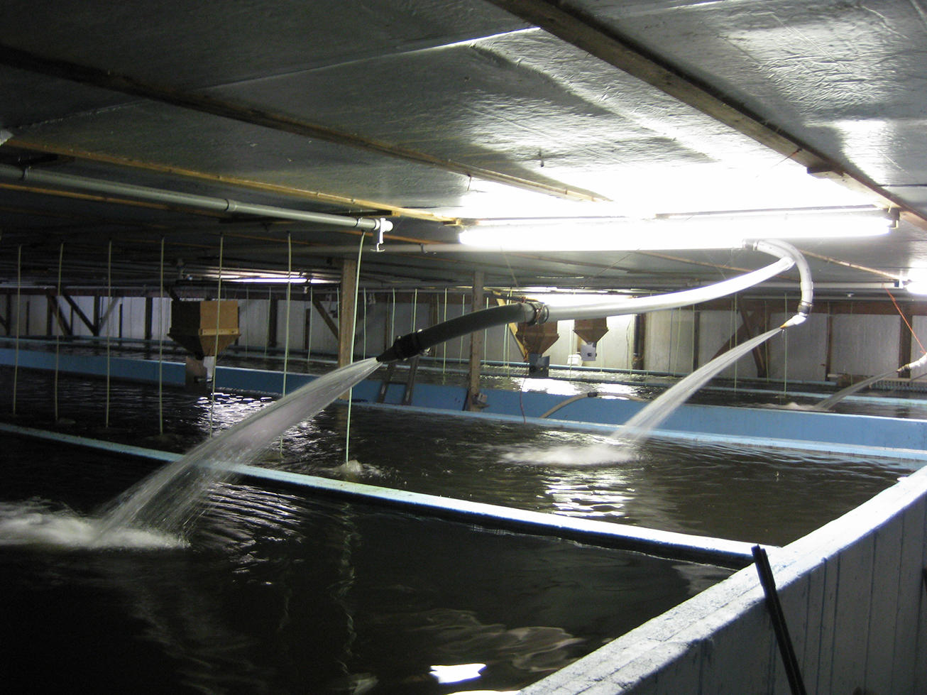 Hickling's Fish Farm Inc Coupons near me in Edmeston, NY 13335 | 8coupons