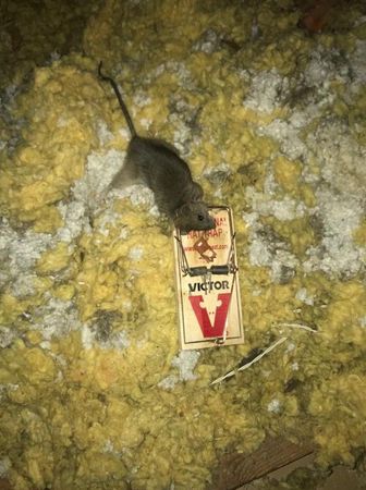 Images Rodent Solution