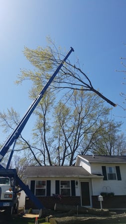 Images Cox Tree Service