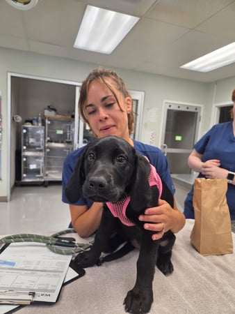 Images VCA Ponti Animal Hospital