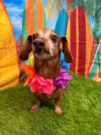 Images VCA Fleming Island Animal Hospital