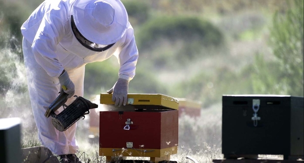 Images Your San Diego Beekeeper