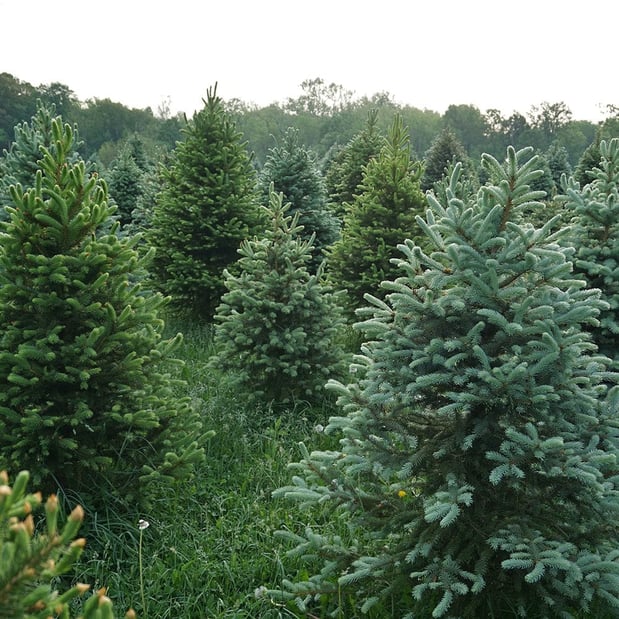 Images Budget Tree Service