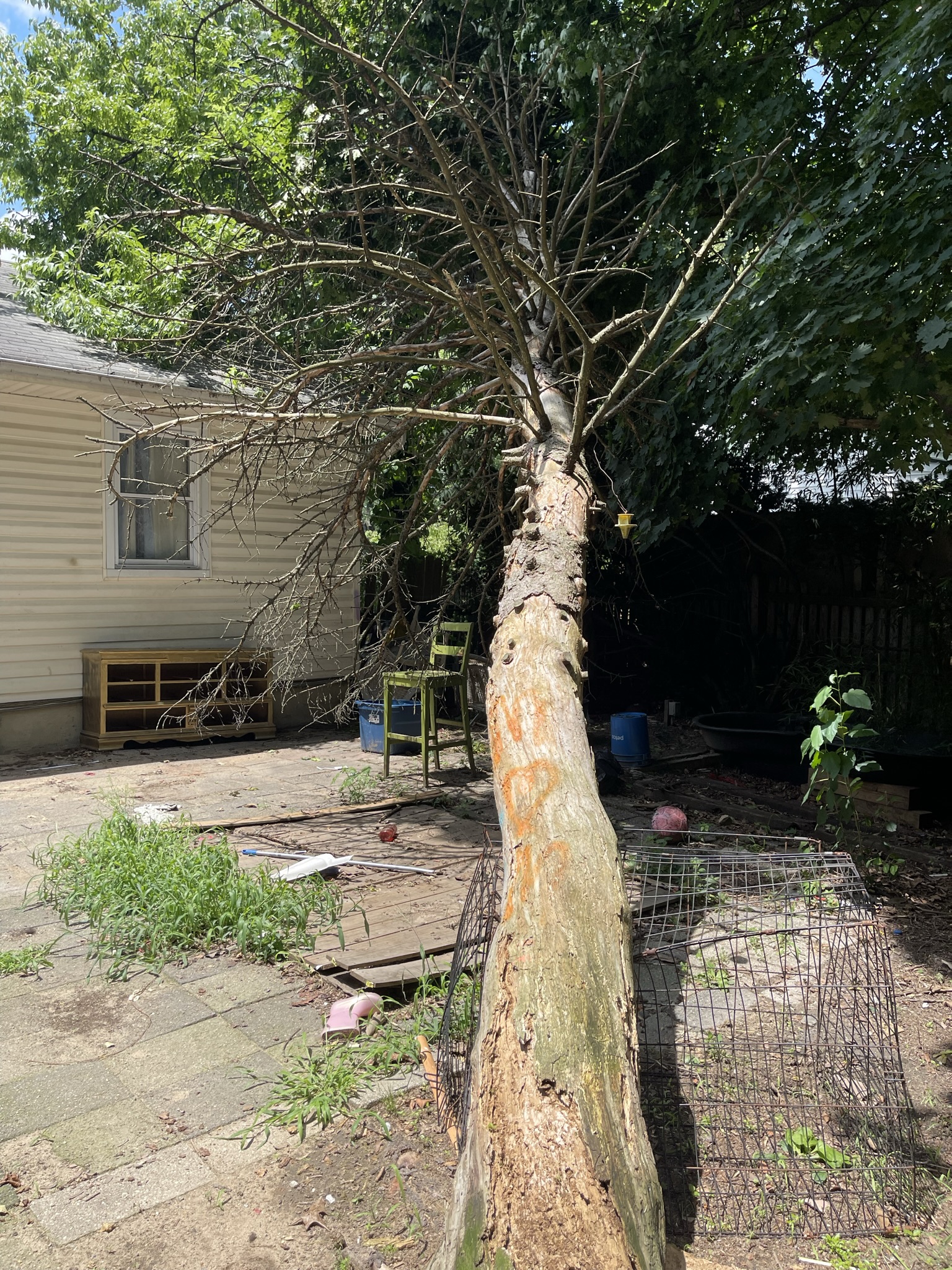 Tree removal