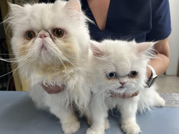 Images Melrose La Brea Animal Hospital