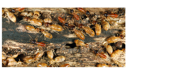 Images Suppress Pest Control