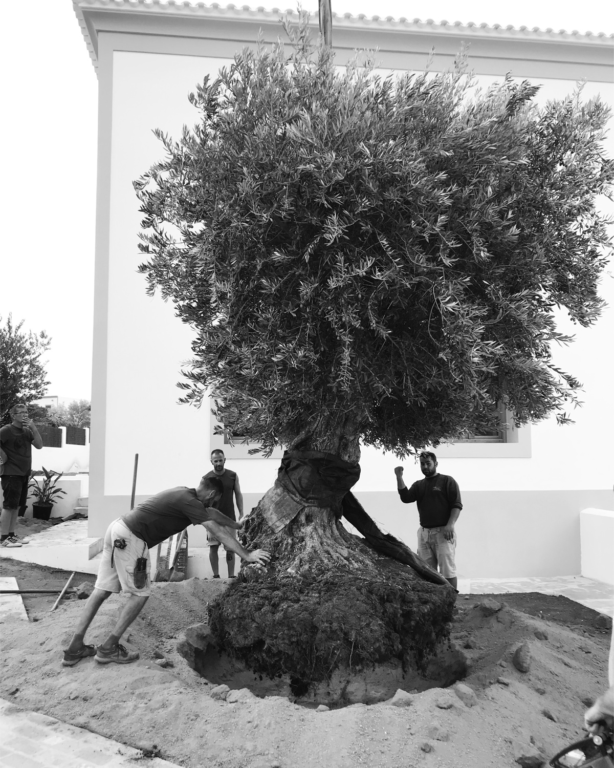 Images ARIANGARDENS. Jardineria y paisajismo profesional en Ibiza