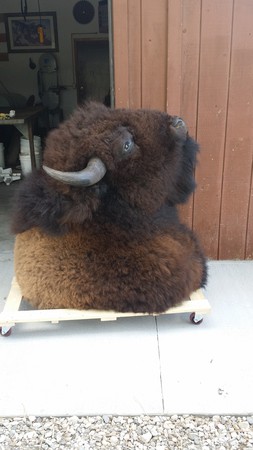 Images Bison Creations Taxidermy