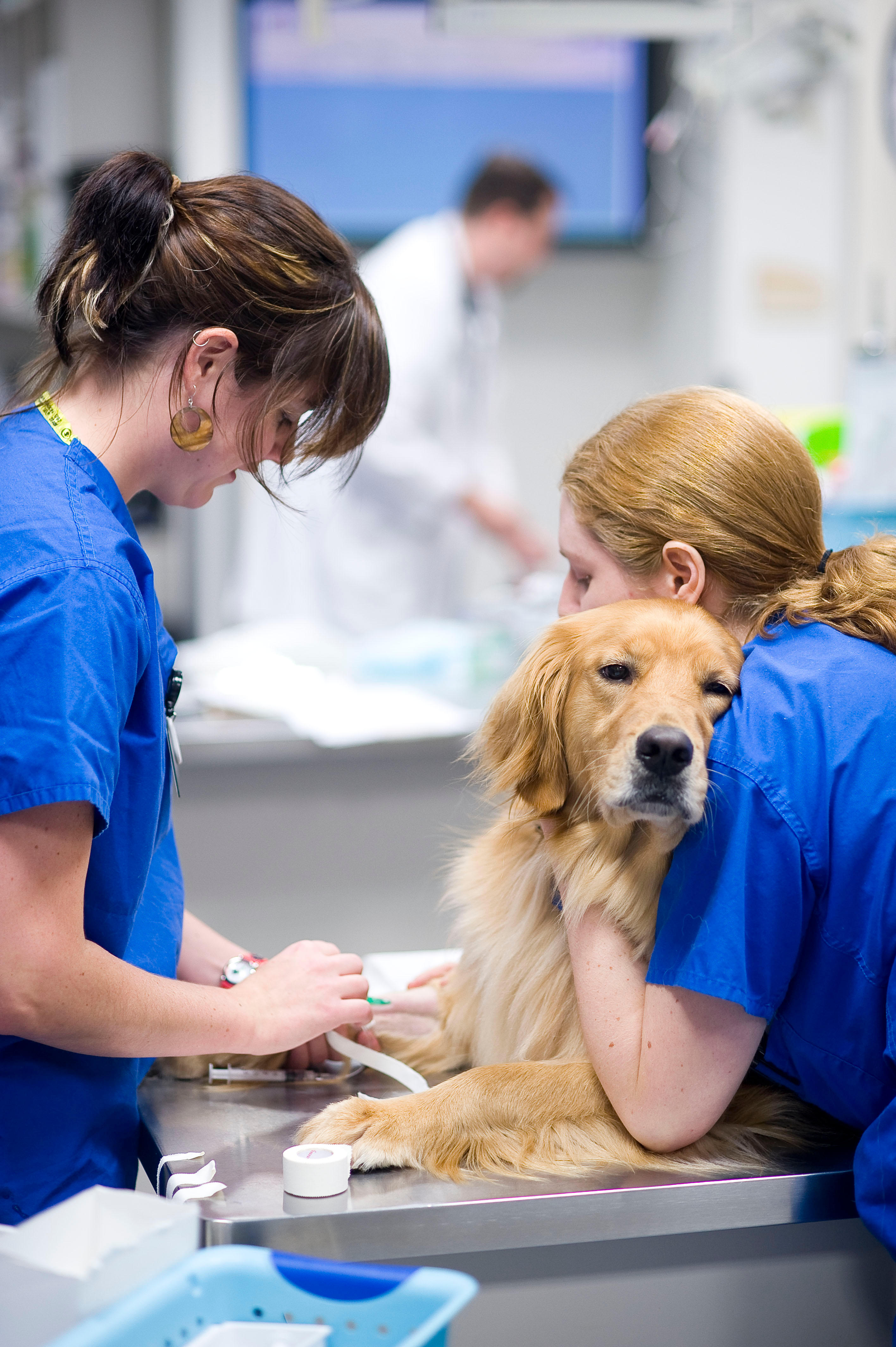 Bush Veterinary Neurology Service - Rockville Photo