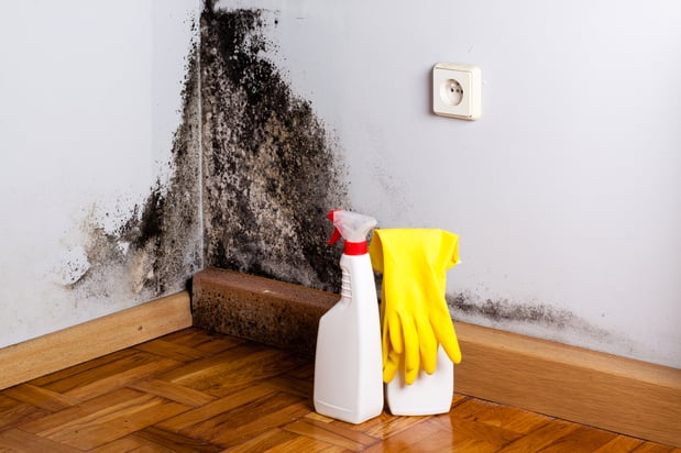 Images Clearwater Mold Removal