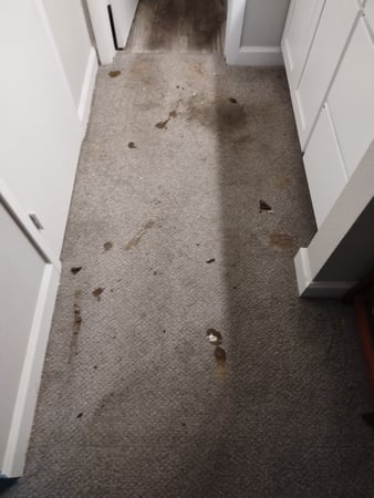 Images Voda Cleaning & Restoration of Baton Rouge