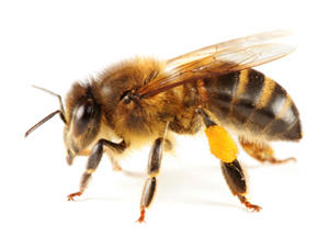 Image 7 | Bee Busters Inc