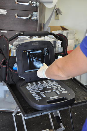 Images Palm Beach Equine Clinic