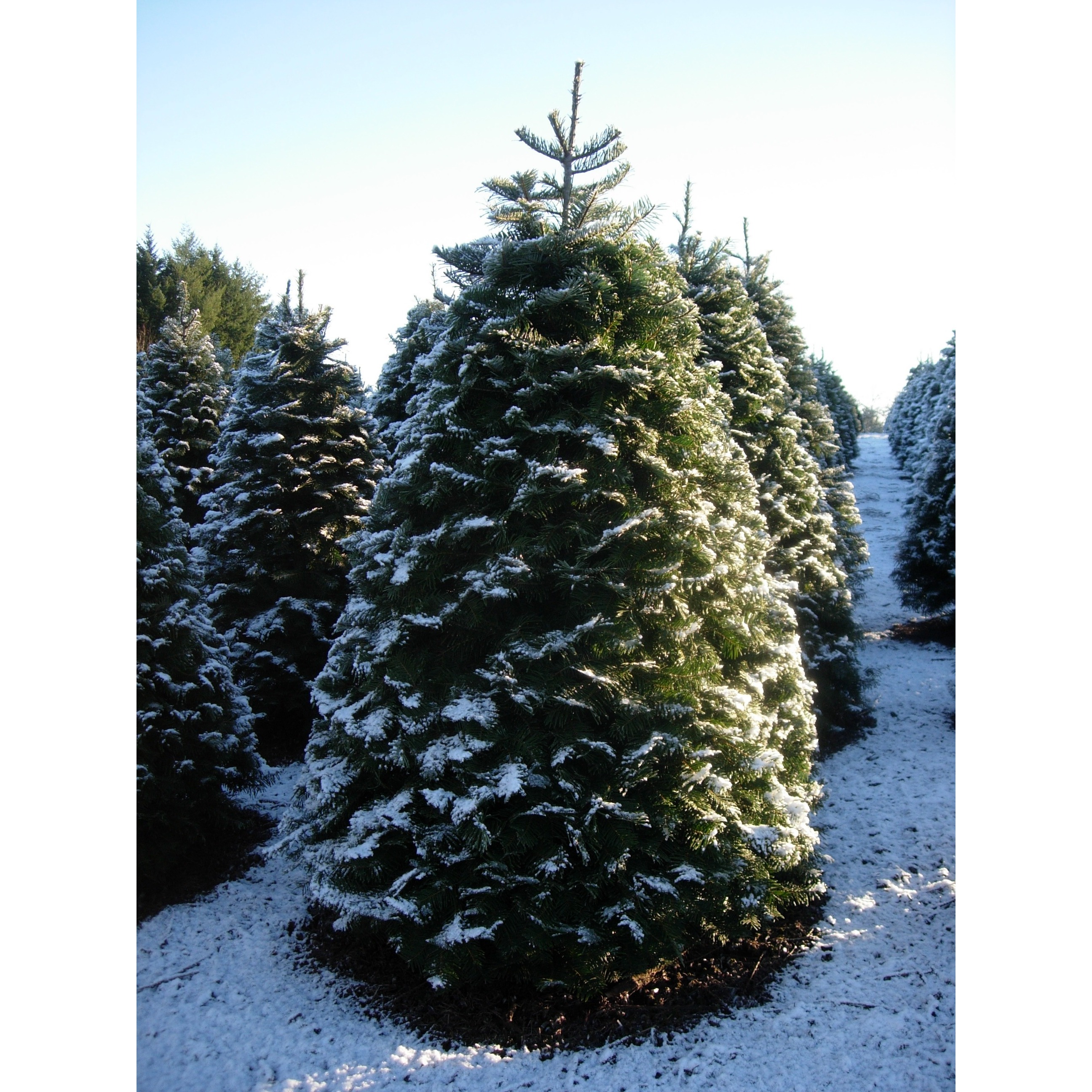 Crossties Tree Farm LLC