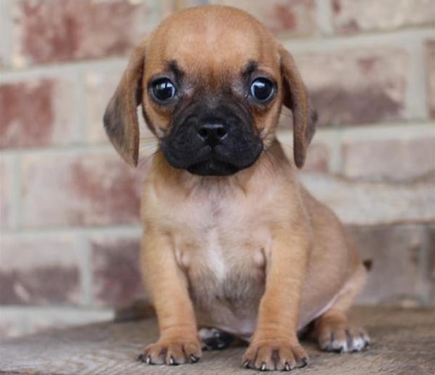 Images Chews A Puppy, Inc.