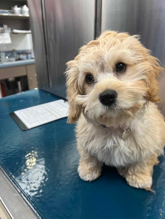 Images VCA Park Cities Animal Hospital