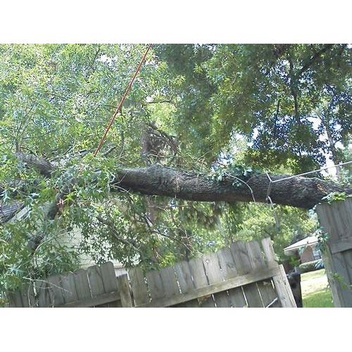 Absolute Tree & Stump Inc