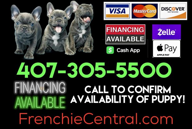 Images FRENCHIE CENTRAL