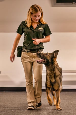 Images KC Dawgz Dog Training Academy