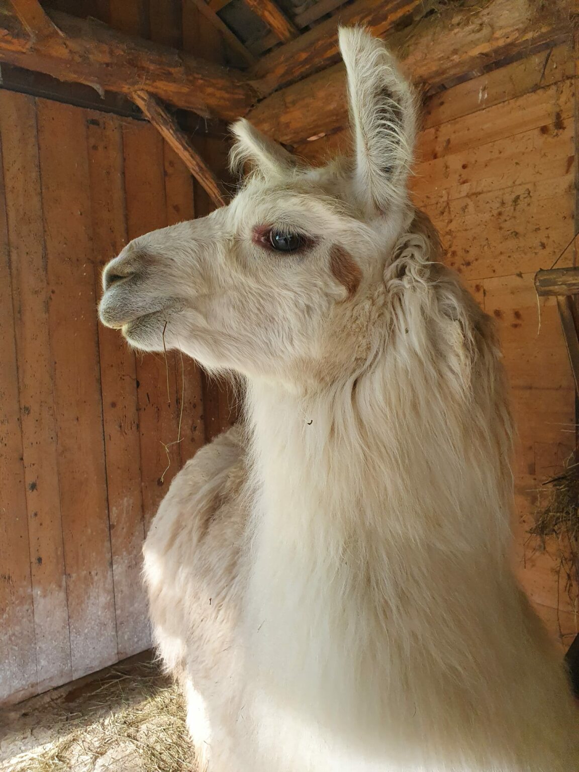 Bild 2 von Waldbad Alpakas - Alpaka Wanderung und Lama Wanderung