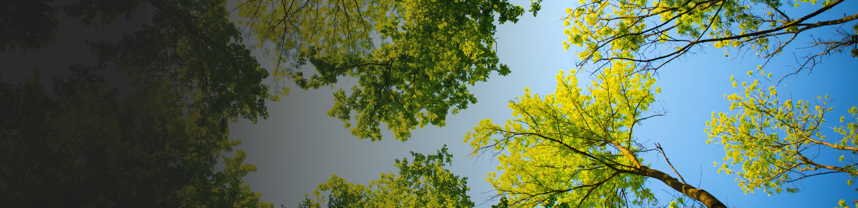 A forest of trees as seen from below.
