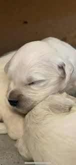 Images Centro Canino Lunava