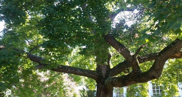 Images Myers and Laws Tree Service