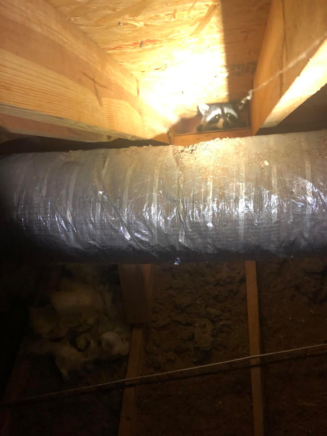 We found this raccoon in an attic in Blythewood, South Carolina. Experiencing A Wildlife Or Pest Issue? We Can Help!