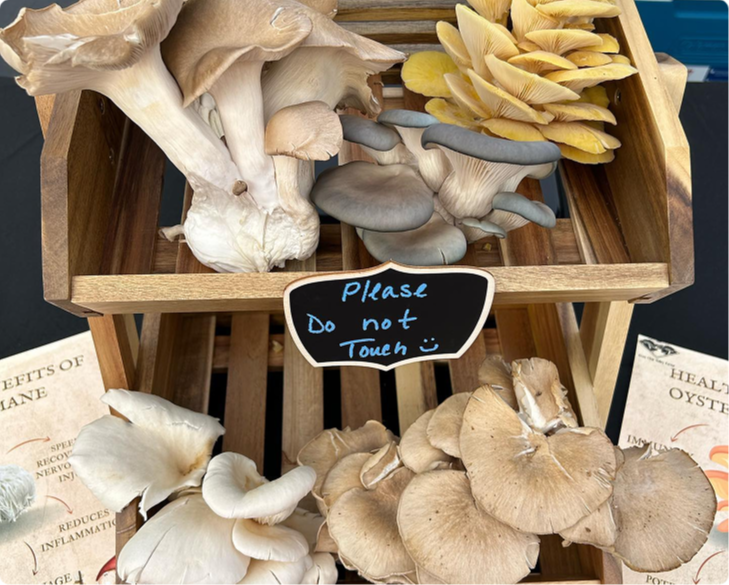 Images From This Valley Mushrooms