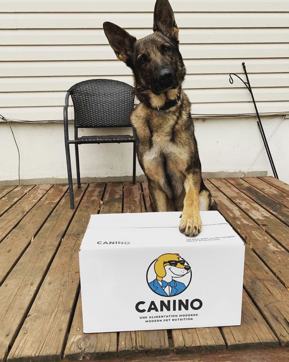 Images Canino