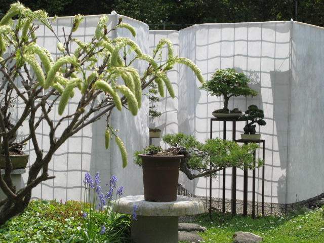 Bonsai-Atelier Rieterpark, Gablerstrasse 3 in Zürich