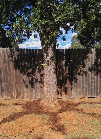 Images Superior Services Tree Care