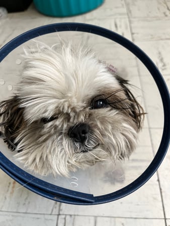 Images Melrose La Brea Animal Hospital