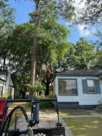 Images Magana Tree Service