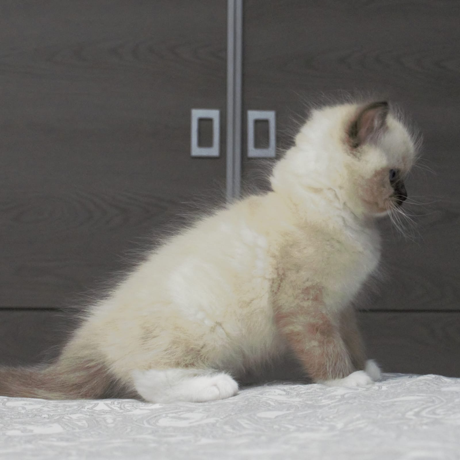 Images Ragdoll RagSweet