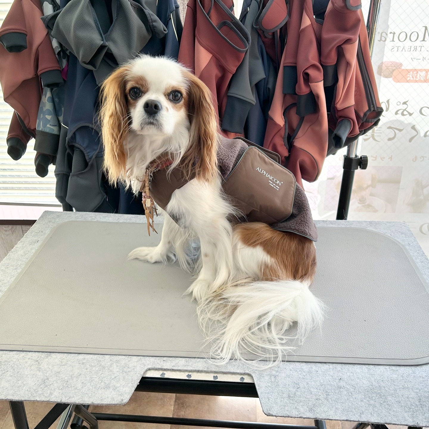 Images たまとポチ 宇津木店