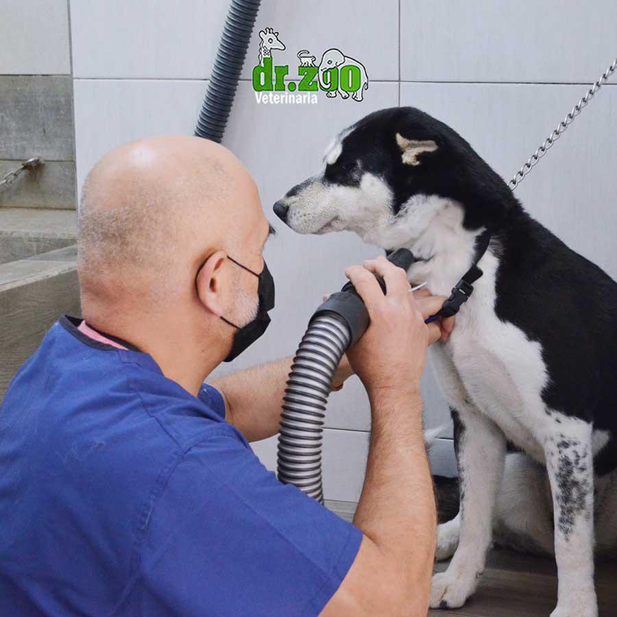 Arriba 32+ imagen dr rivera veterinario playas tijuana Viaterra.mx