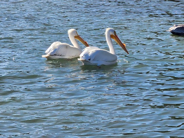 Images Island Boat Tours & Adventures