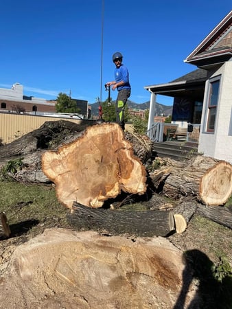 Images Big Sky Tree Care