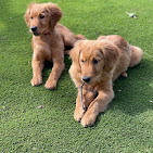 Images Dog Pawpa K9 Connection