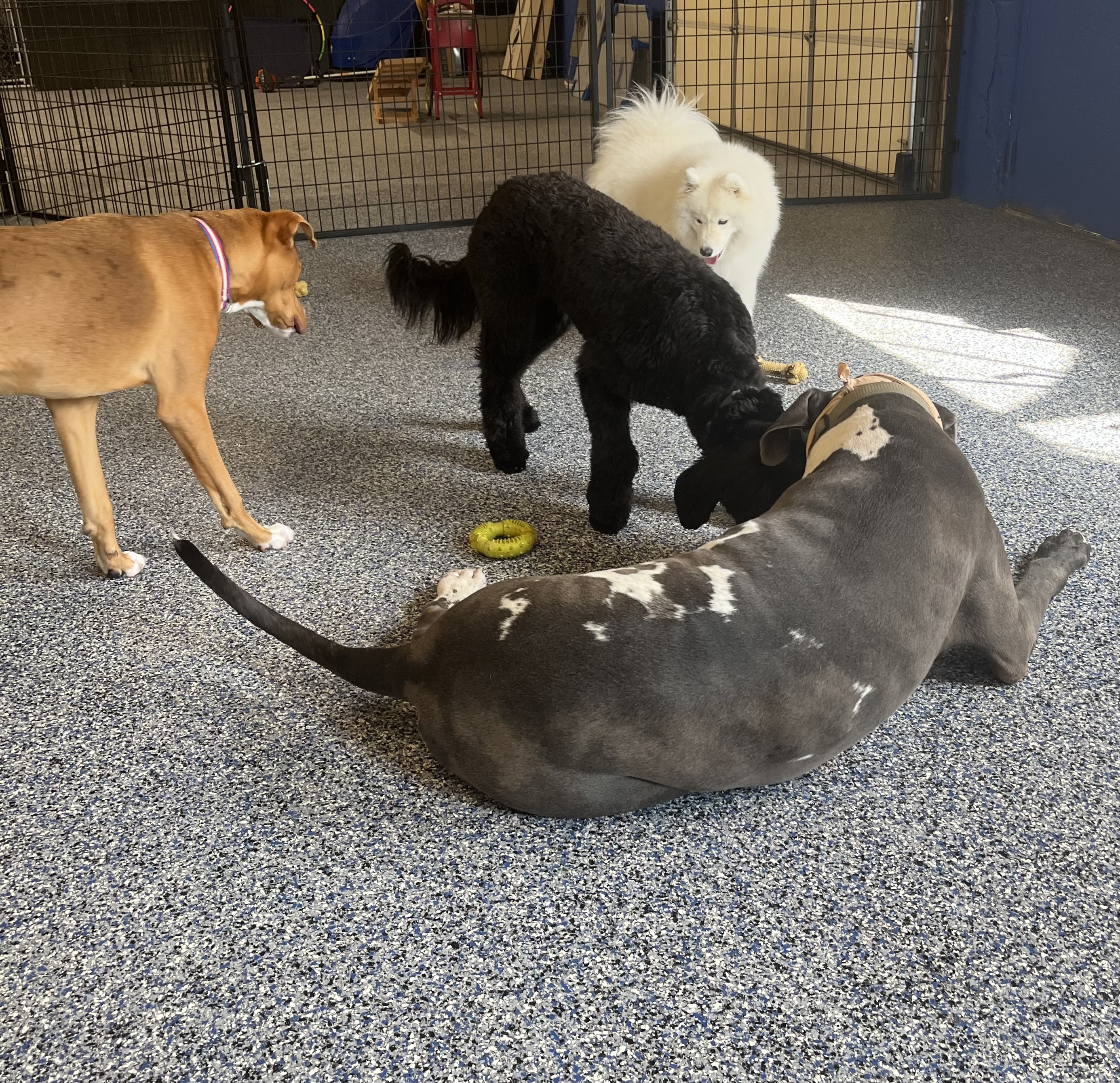 Group of dogs socializing and playing together inside the supervised indoor dog daycare area. 