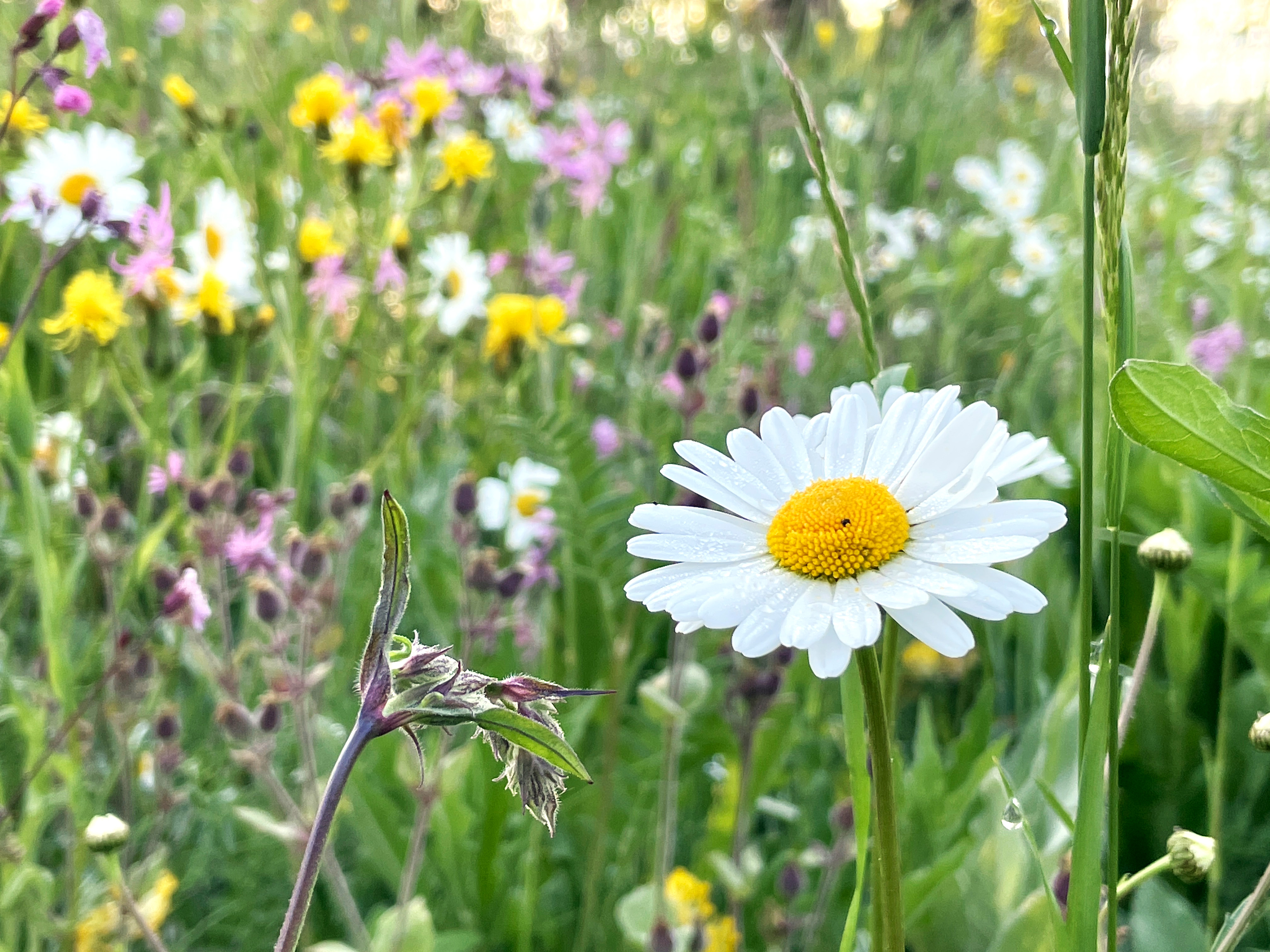 Bilder Wildblumendienst