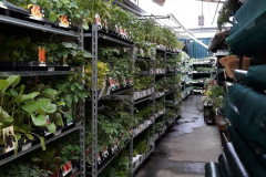 Images Novagri Garden