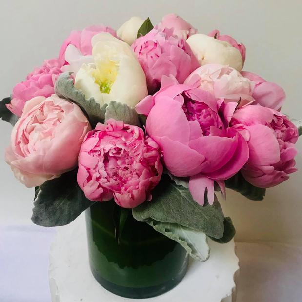 Images Jane's Roses & Flowers