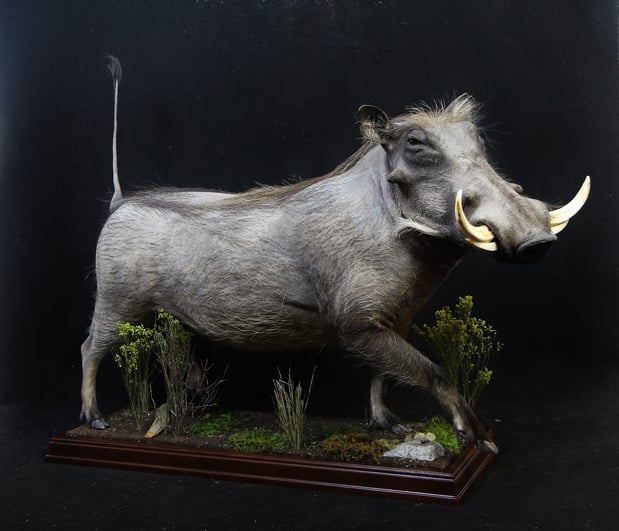 Images Safari Life Taxidermy