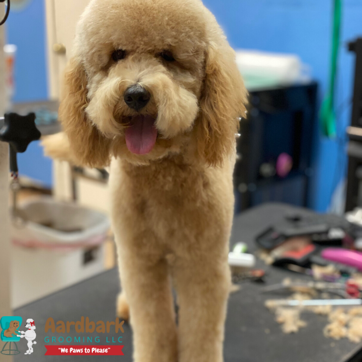 Aardbark Grooming Photo