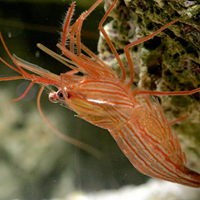 Images Coral Sea Aquariums