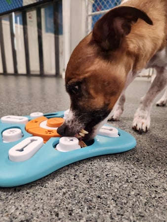 Images Playtime Pet Resort