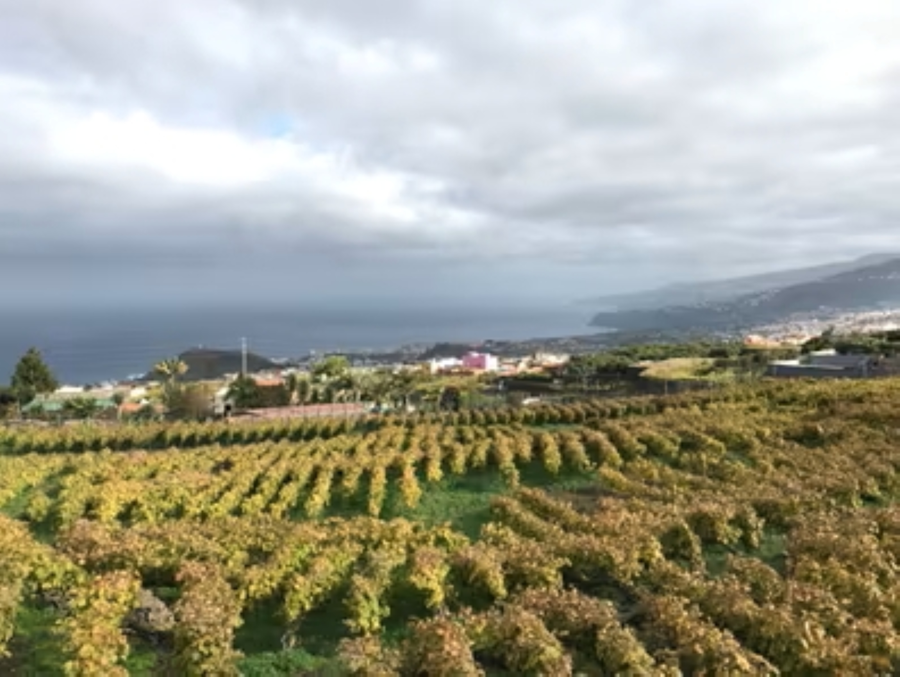 Images Agro-Tránsitos S L